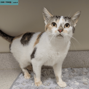 Untitled (1000 x 1000 px) (24)