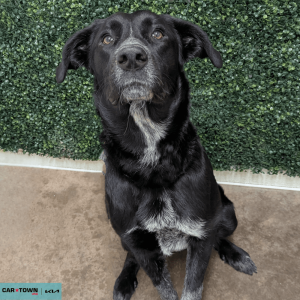 Untitled (1000 x 1000 px) (27)