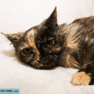 Untitled (1000 x 1000 px) (28)