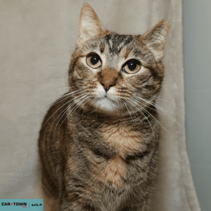 Untitled (1000 x 1000 px) (29)