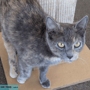 Untitled (1000 x 1000 px) (36)