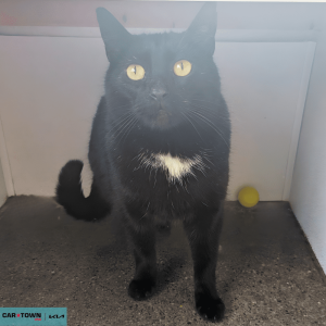 Untitled (1000 x 1000 px) (40)