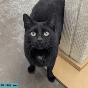 Untitled (1000 x 1000 px) (41)