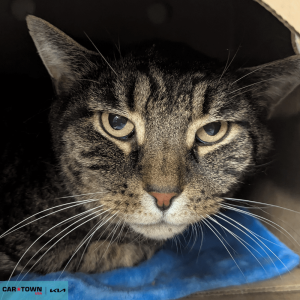 Untitled (1000 x 1000 px) (42)