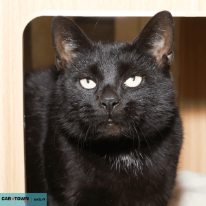 Untitled (1000 x 1000 px) (46)