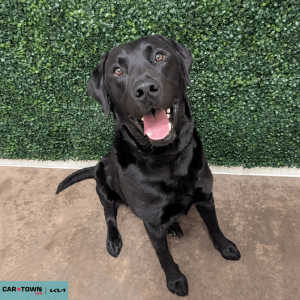 Untitled (1000 x 1000 px) (51)