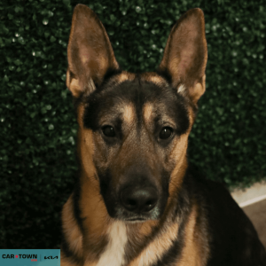 Untitled (1000 x 1000 px) (56)