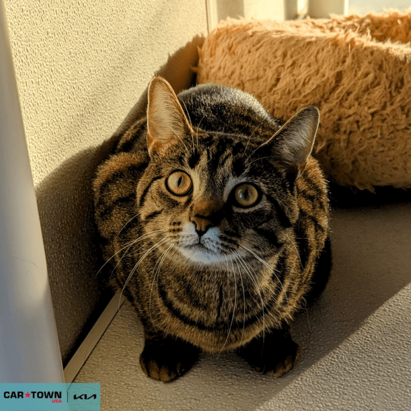 Untitled (1000 x 1000 px) (6)