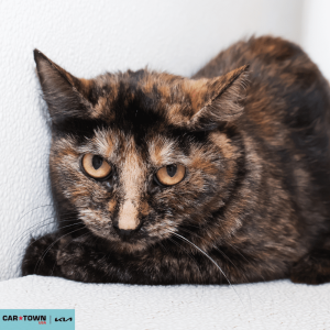 Untitled (1000 x 1000 px) (68)