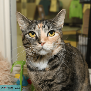 Untitled (1000 x 1000 px) (70)