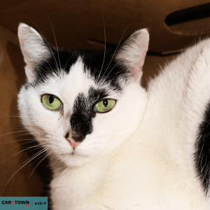 Untitled (1000 x 1000 px) (71)