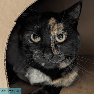 Untitled (1000 x 1000 px) (80)