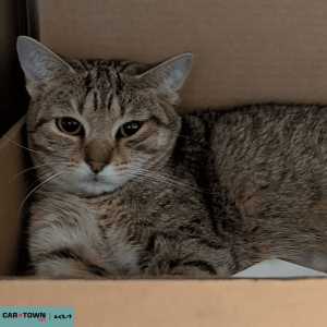 Untitled (1000 x 1000 px) (90)