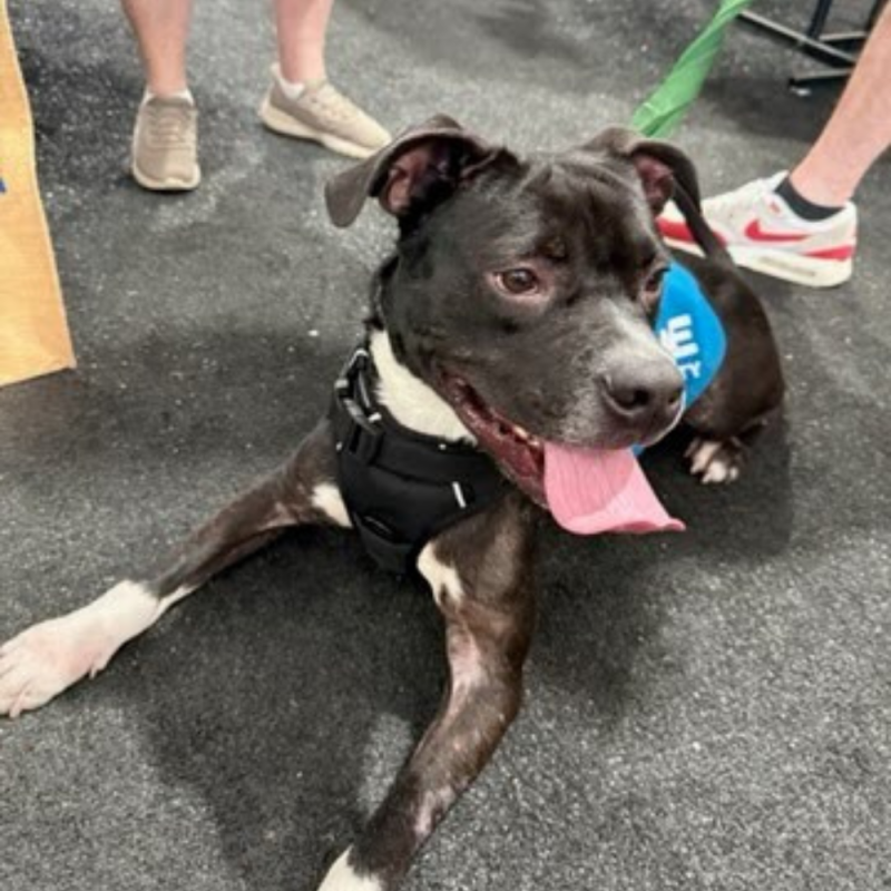 Website 1000x1000 (1)