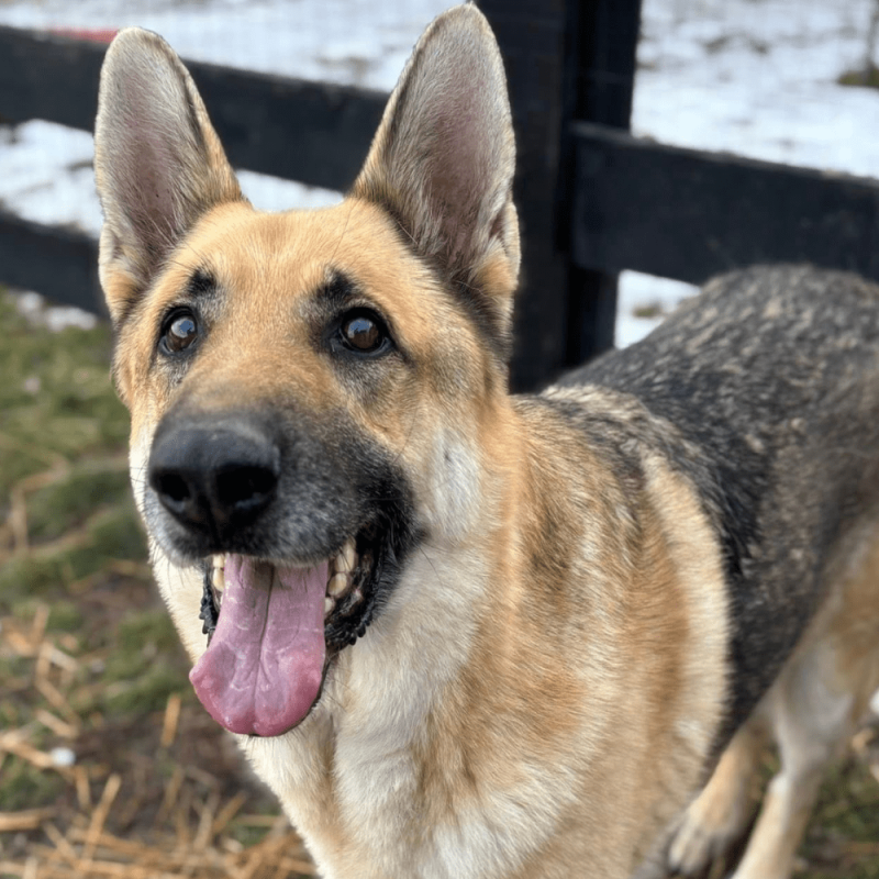 Website 1000x1000 (100)