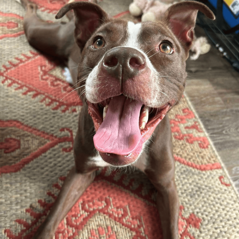 Website 1000x1000 - 2025-08-01T112821.264