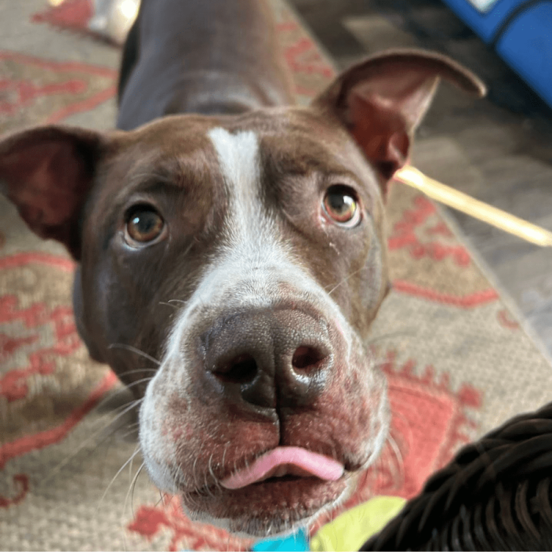 Website 1000x1000 - 2025-08-11T173344.562