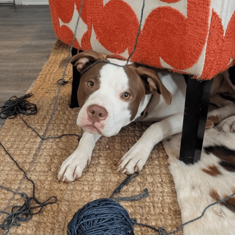 Website 1000x1000 - 2026-02-18T094354.211