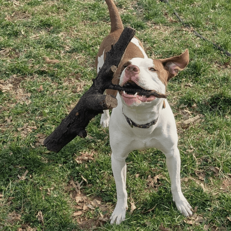 Website 1000x1000 - 2026-04-21T140128.398