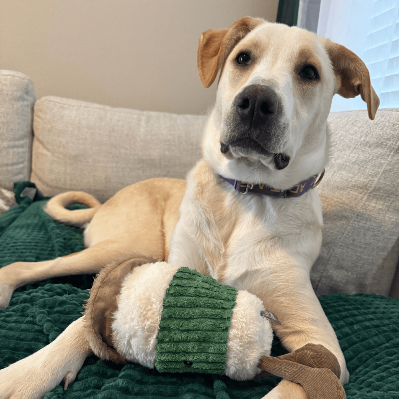 Website 1000x1000 (38)