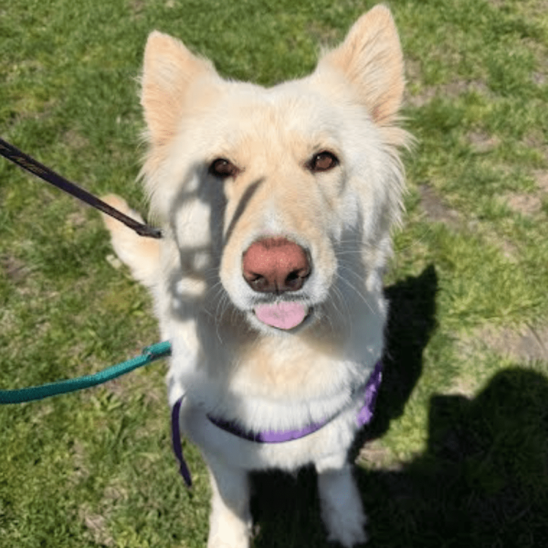 Website 1000x1000 (4)