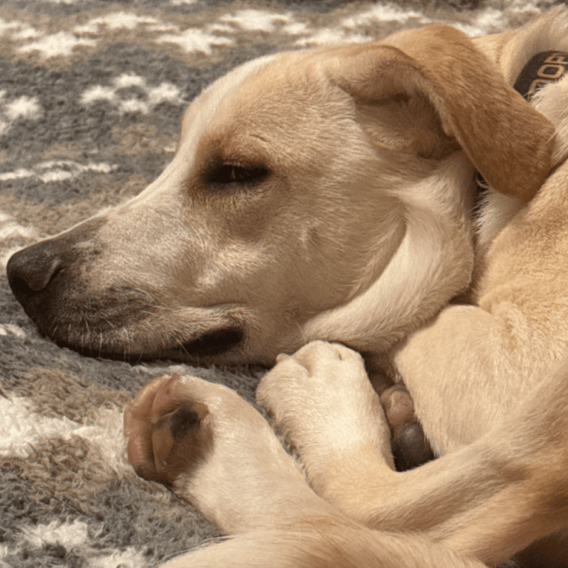 Website 1000x1000 (42)