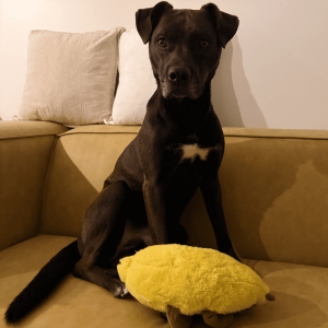 Website 1000x1000 (64)