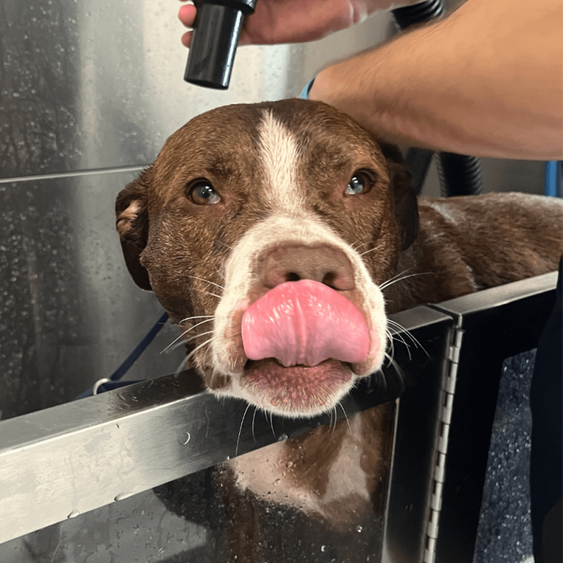 Website 1000x1000 (72)