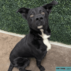 Website Pet Pictures