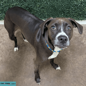 Website Pet Pictures (1)