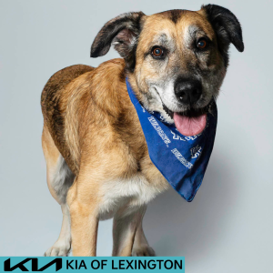Website Pet Pictures (1)