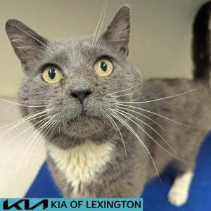 Website Pet Pictures (10)