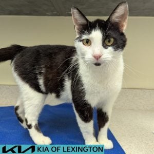 Website Pet Pictures (10)