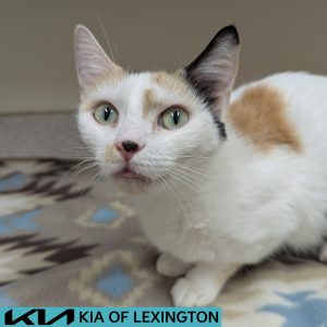 Website Pet Pictures (11)