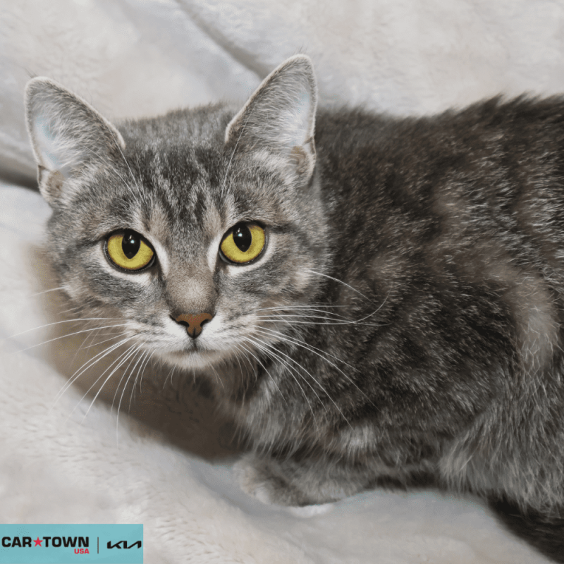 Website Pet Pictures (15)