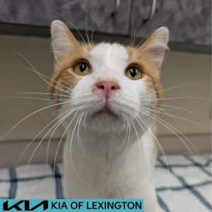 Website Pet Pictures (17)