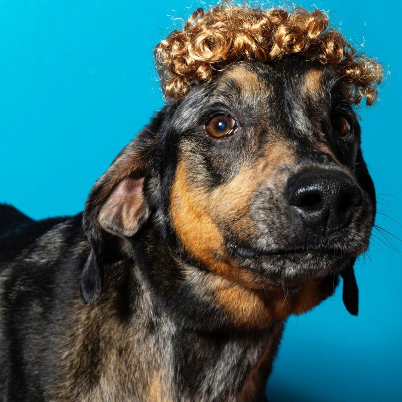 Website Pet Pictures (18)