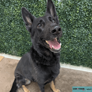 Website Pet Pictures (2)