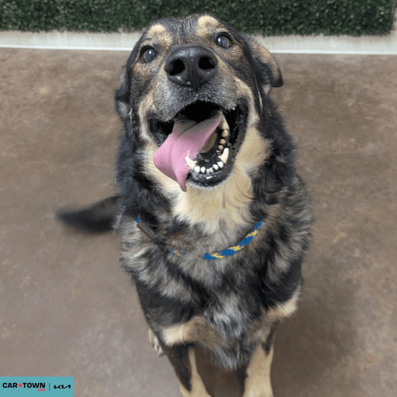 Website Pet Pictures (2)