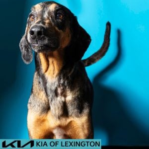 Website Pet Pictures (20)