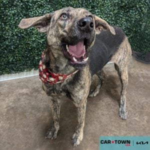 Website Pet Pictures - 2024-11-17T173410.563