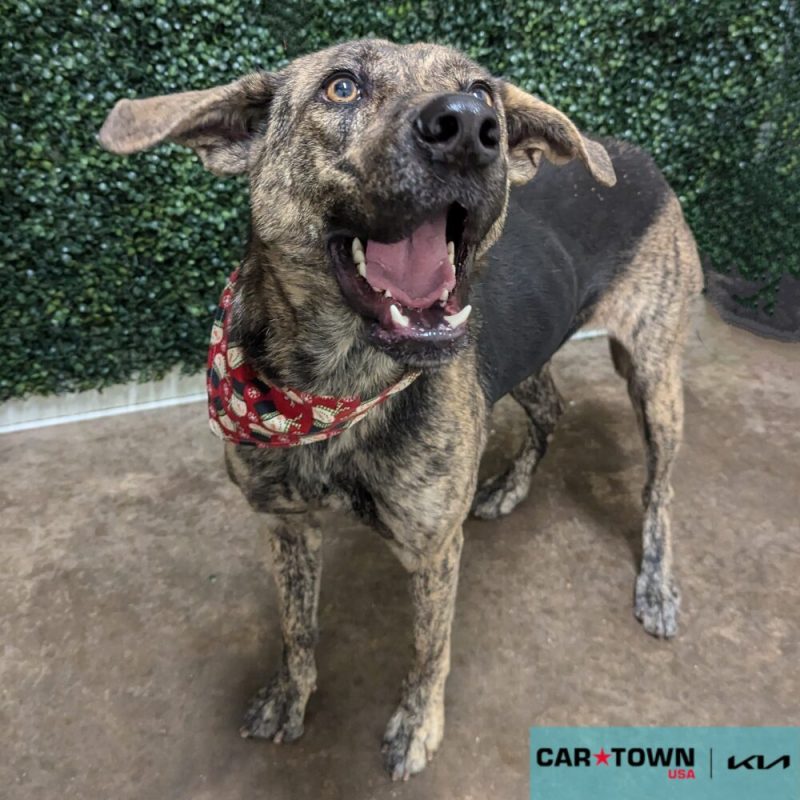 Website Pet Pictures - 2024-11-17T173410.563