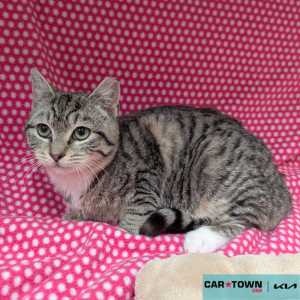 Website Pet Pictures - 2025-01-22T143500.847(1)
