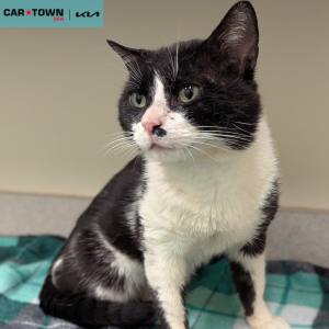 Website Pet Pictures - 2025-05-18T094938.645