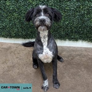 Website Pet Pictures - 2025-05-23T143602.643