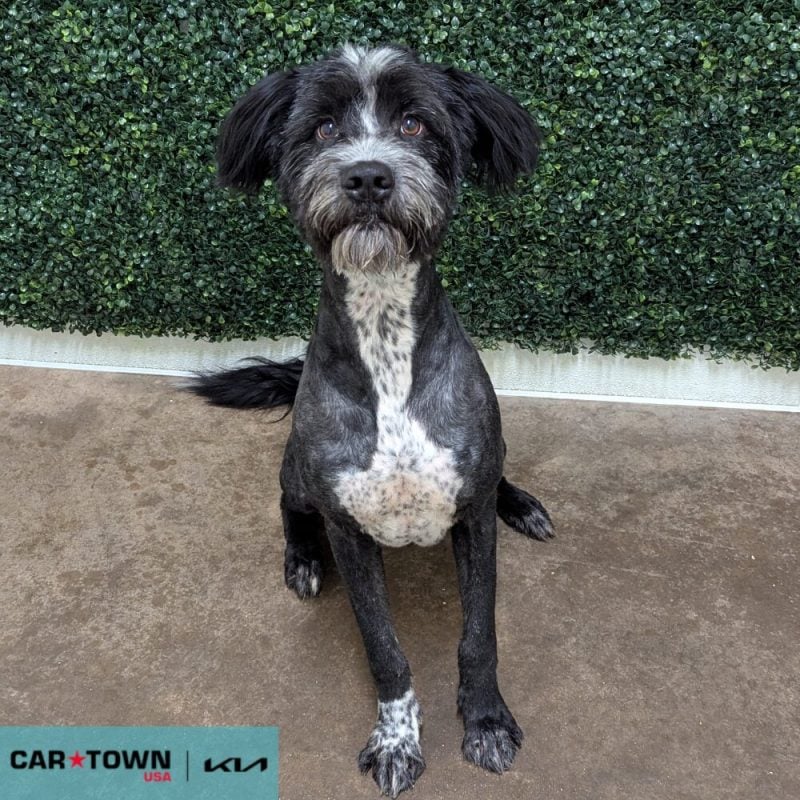 Website Pet Pictures - 2025-05-23T143602.643