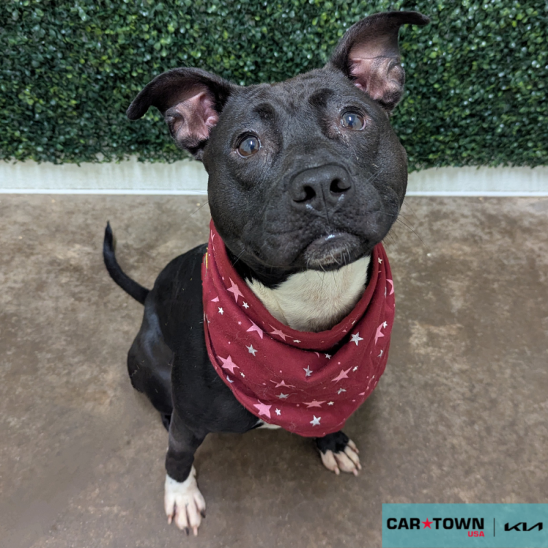 Website Pet Pictures - 2025-06-20T110200.926
