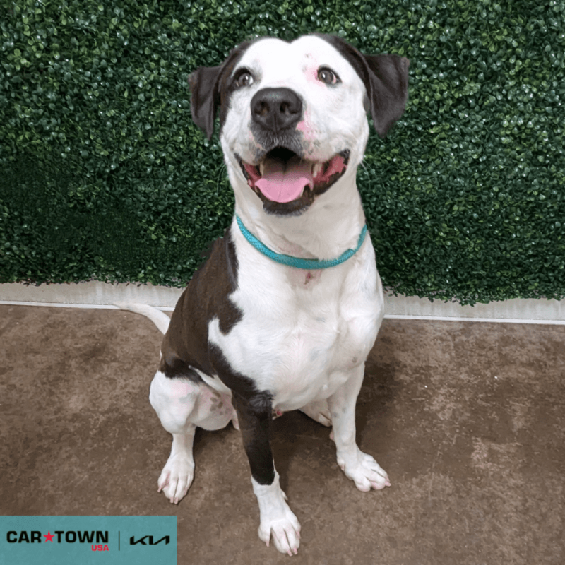 Website Pet Pictures - 2025-07-09T113849.020