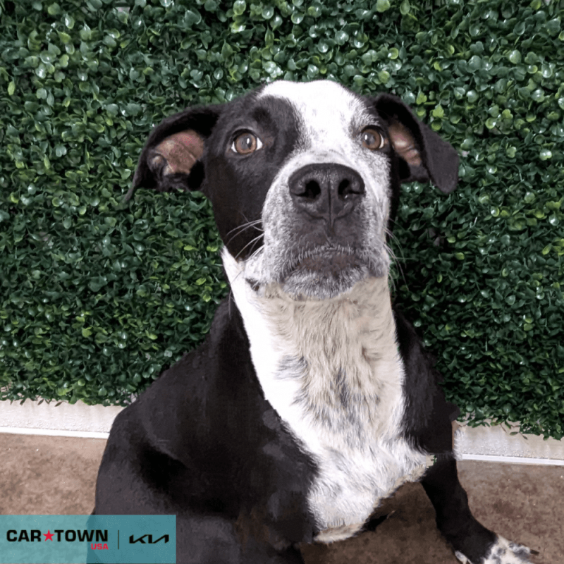 Website Pet Pictures - 2025-07-14T154905.379