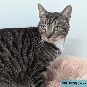 Website Pet Pictures - 2025-07-28T132749.737